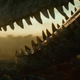 Jurassic World: Dominion prologue